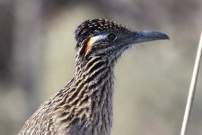 A02GreaterRoadrunner6205.jpg