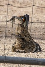 A03GreaterRoadrunnersMating6543.jpg