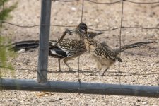 A04GreaterRoadrunnerPair6557.jpg