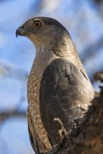 A06CoopersHawk7023.jpg