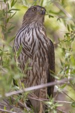 A08SharpShinnedHawk7808.jpg