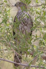 A08SharpShinnedHawk7791.jpg