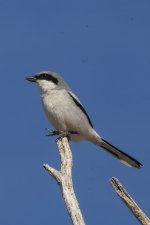 A13LoggerheadShrike7337.jpg