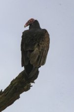 A10TurkeyVulture7647.jpg