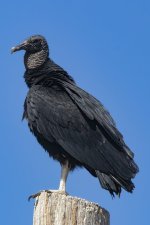 A11BlackVulture8046.jpg