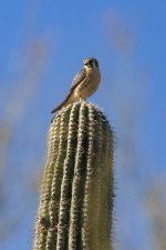 A12AmericanKestrelOnSaguaroPerch6722.jpg