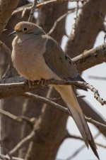 A01MourningDove8405.jpg