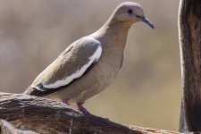 A02WhiteWingedDove9103.jpg