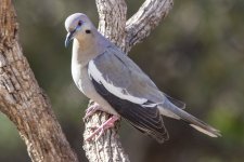 A03WhiteWingedDove9329.jpg