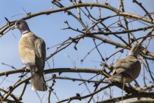 A04EurasianCollaredDoves7292.jpg