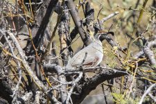 A05GambelsQuailMale6852.jpg