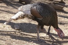 A06WildTurkey7522.jpg
