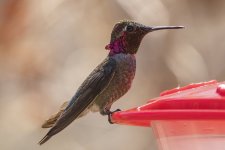 A01AnnasHummingbirdMale8234.jpg