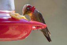 A02AnnasHummingbirdMale7601.jpg
