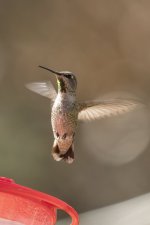 A03AnnasHummingbirdFemale8600.jpg