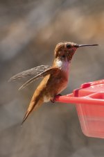B13RufousHummingbirdMale8230.jpg