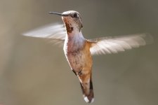 B12RufousHummingbirdFemale7595.jpg