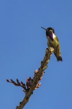 B05CostasHummingbirdMale6782.jpg