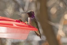 B06CostasHummingbirdMale8068.jpg
