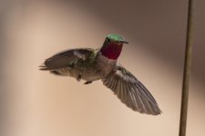 B09BroadTailedHummingbirdMale8878.jpg