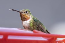 B10BroadTailedHummingbirdMale9125.jpg