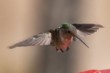 B07BroadTailedHummingbirdFemale8855.jpg
