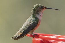 B08BroadTailedHummingbirdFemale9032.jpg