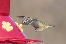 B11CalliopeHummingbirdMale7890.jpg