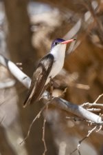 B14VioletCrownedHummingbirdMale8070.jpg