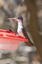 B15VioletCrownedHummingbirdMale8075.jpg