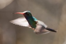 B16BroadBilledHummingbirdMale8125.jpg