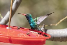 B17BroadBilledHummingbirdMale8900.jpg
