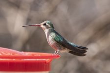 B18BroadBilledHummingbirdFemale201.jpg