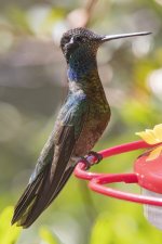 B19RivolisHummingbirdMale7627.jpg