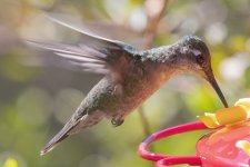 B20RivolisHummingbirdFemale7635.jpg