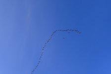 IMG_1827.jpeg