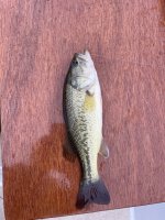 IMG_1941.jpeg