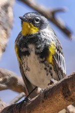 A01YellowRumpedWarblerAudubonsMale8948.jpg
