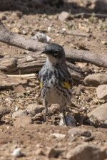 A02YellowRumpedWarblerMyrtlesFemale9207.jpg