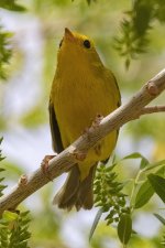 A03YellowWarblerMale7818.jpg
