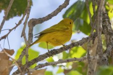 A04YellowWarblerMale9585.jpg