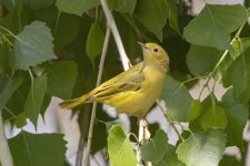 A05YellowWarblerFemale9584.jpg