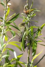 A06OrangeCrownedWarbler8560.jpg
