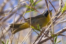A08CommonYellowthroat7231.jpg