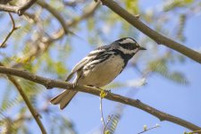 A09BlackthroatedGrayWarbler6412.jpg