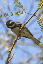 A10BlackthroatedGrayWarbler6414.jpg