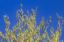 A11WillowCatkins7984.jpg
