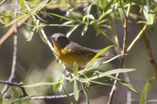 A13NashvilleWarbler8576.jpg