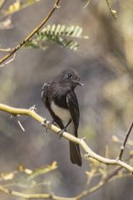 B01BlackPhoebe6937.jpg