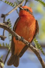 B02VermillionFlycatcherMale9348.jpg